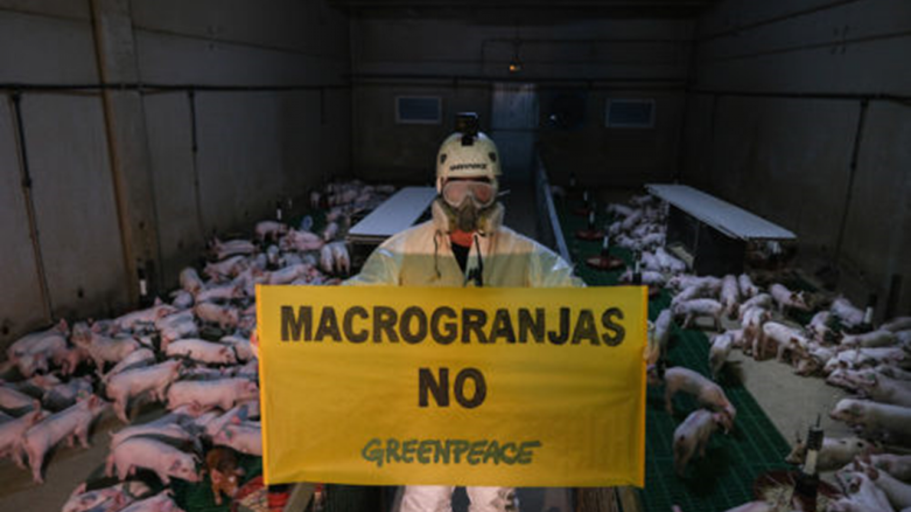 Macrogranjas porcinas en España: Greenpeace denuncia alta contaminación, maltrato animal e insignificante generación de empleo